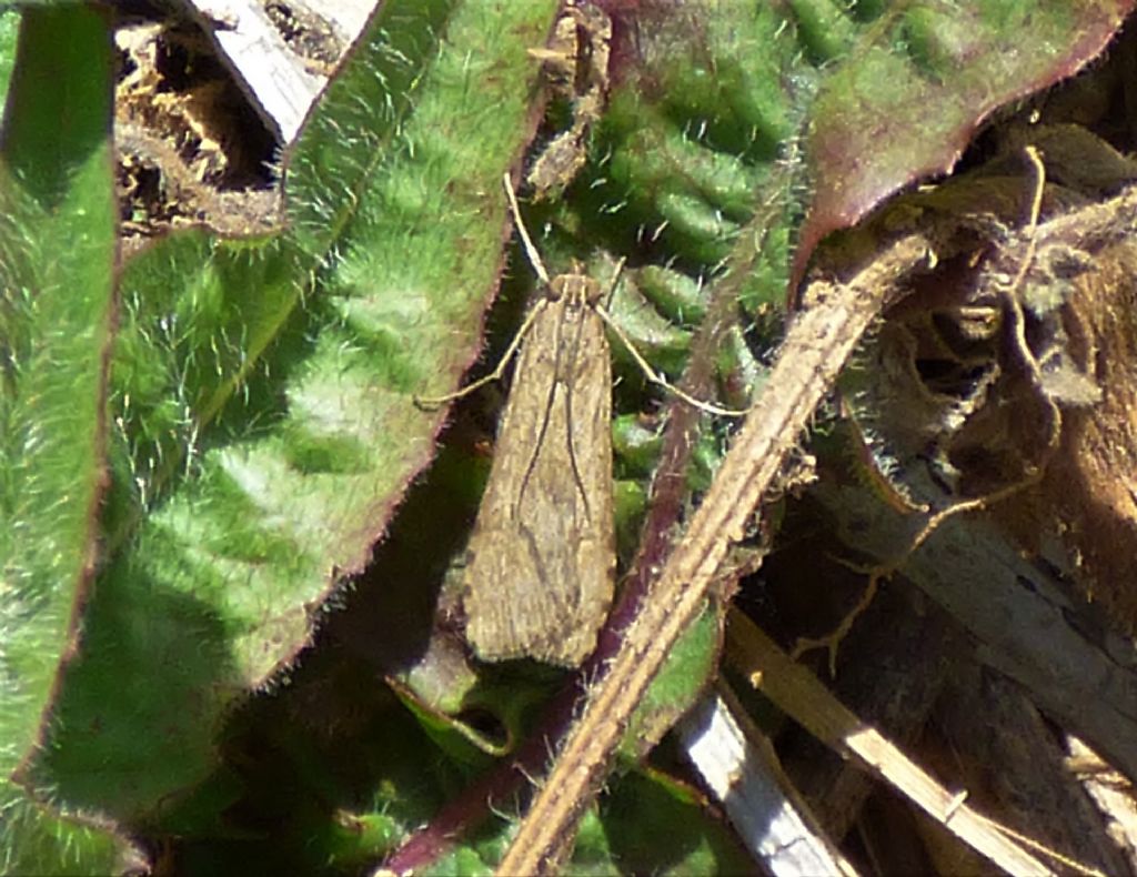 Nomophila noctuella - Crambidae